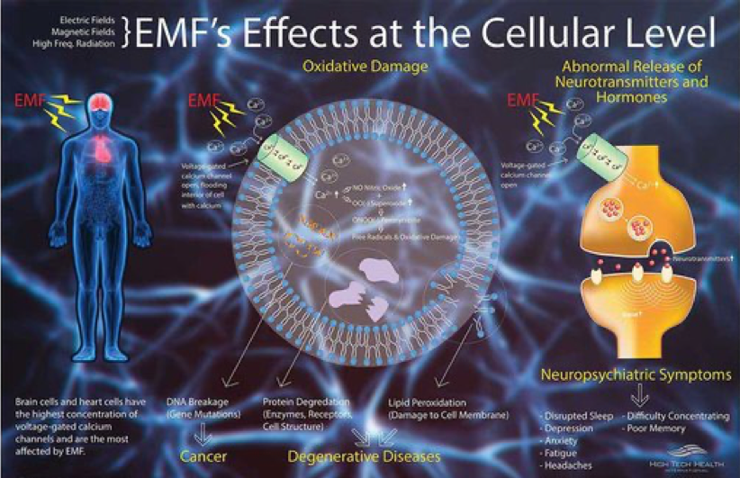 EMF's effect on human cells