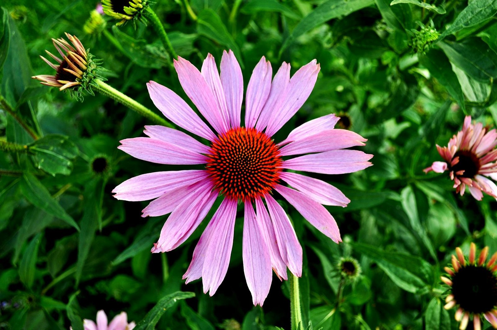 flowers garden plant pink